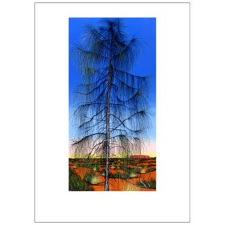 Desert Oak